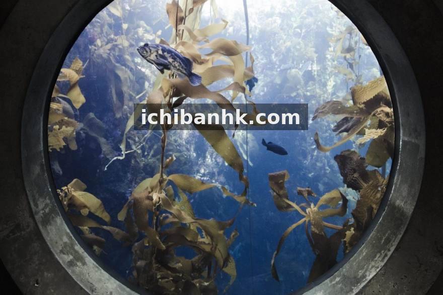 威客电竞联合安全团队完成全站加密升级